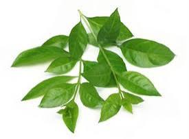 Mehendi Pata (Henna Leaves) 3 bundles