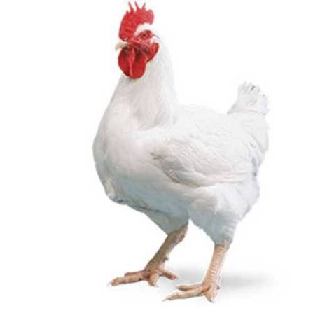 Boiler Murgi Live Jibito  (Boiler Chiken ) 1 kg to 1.5 kg (per kilo)