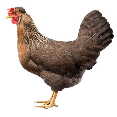 Deshi Murgi live jibito (Deshi Female Chiken) 1 kilo to 1.5 kilo per pc