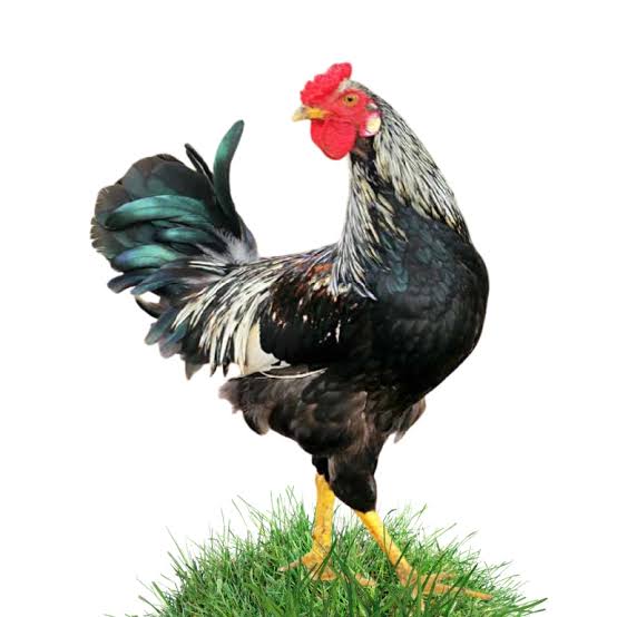 Deshi Morog live (Deshi Male Chiken) per pc