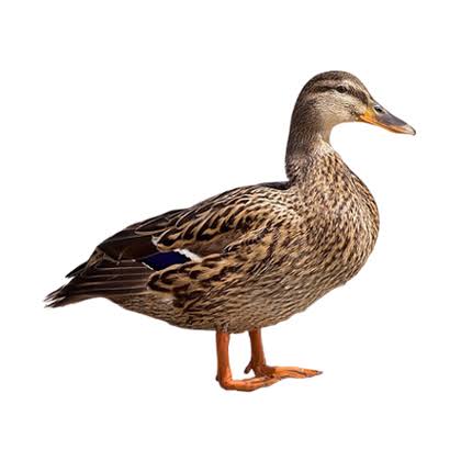 Deshi Hash Female Live (Deshi Duck) per pc weight (1kg to 1.5 kg)