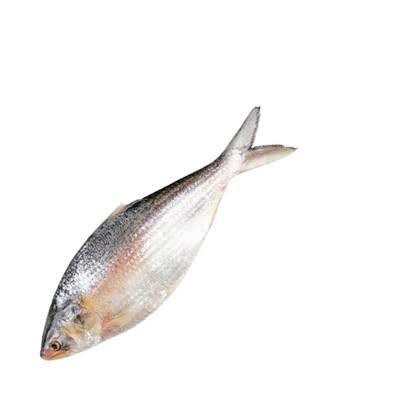 Whole Hilsha Fish (Asto Ilish) ±50 gm 1.1 kg